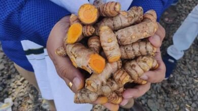 Photo of हळदीतील कुरक्युमिनचे फायदे (Benefits of Curcumin )
